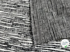 JACQUARD COTON ZÉBRURES COUTURES - My Little Coupon - tissu - coudre