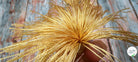 POMPON OR 10CM (lot de 2) - My Little Coupon