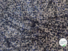 SEQUIN STRETCH TACHES BLEU & VIOLET - My Little Coupon