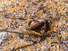 VISCOSE FIZIA JAUNE / TAUPE - My Little Coupon
